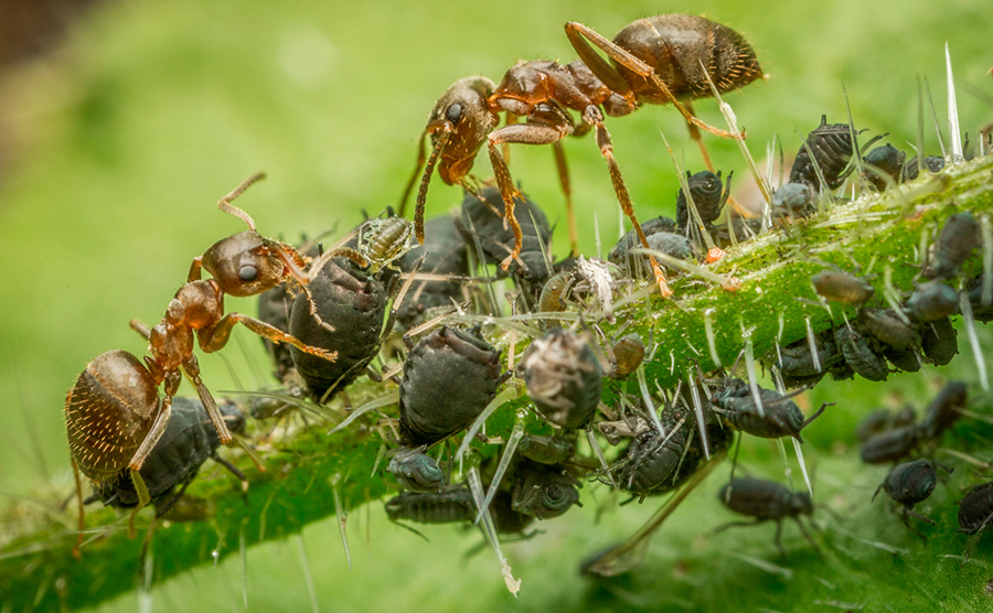 Pár kvapiek a mravce už neuvidia - liek za cent z lekárne. Lifehack od agronómov