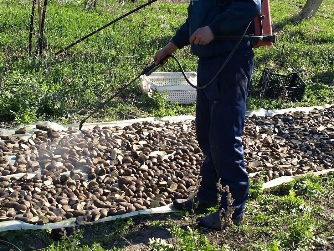 Ošetrenie zemiakov pred výsadbou. Chráňte teraz, aby ste neskôr neľutovali