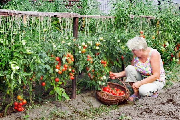 Nový druh podväzku paradajkového: šikovní pestovatelia dacha tajomstvo neodhalili. Nie je potrebné žiadne hnojivo