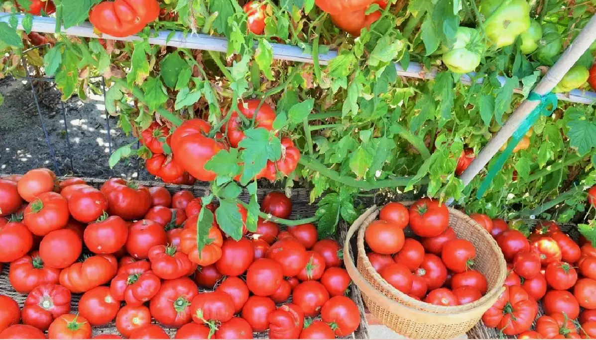 Roztok popola sa mieša a trvá 3 - 4 hodiny, aby sa popol čo najviac rozpustil.