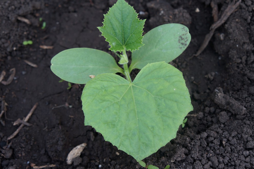 Povinný postup, ak chcete, aby sa vašim uhorkám tento rok darilo. Počúvajte rady agronóma