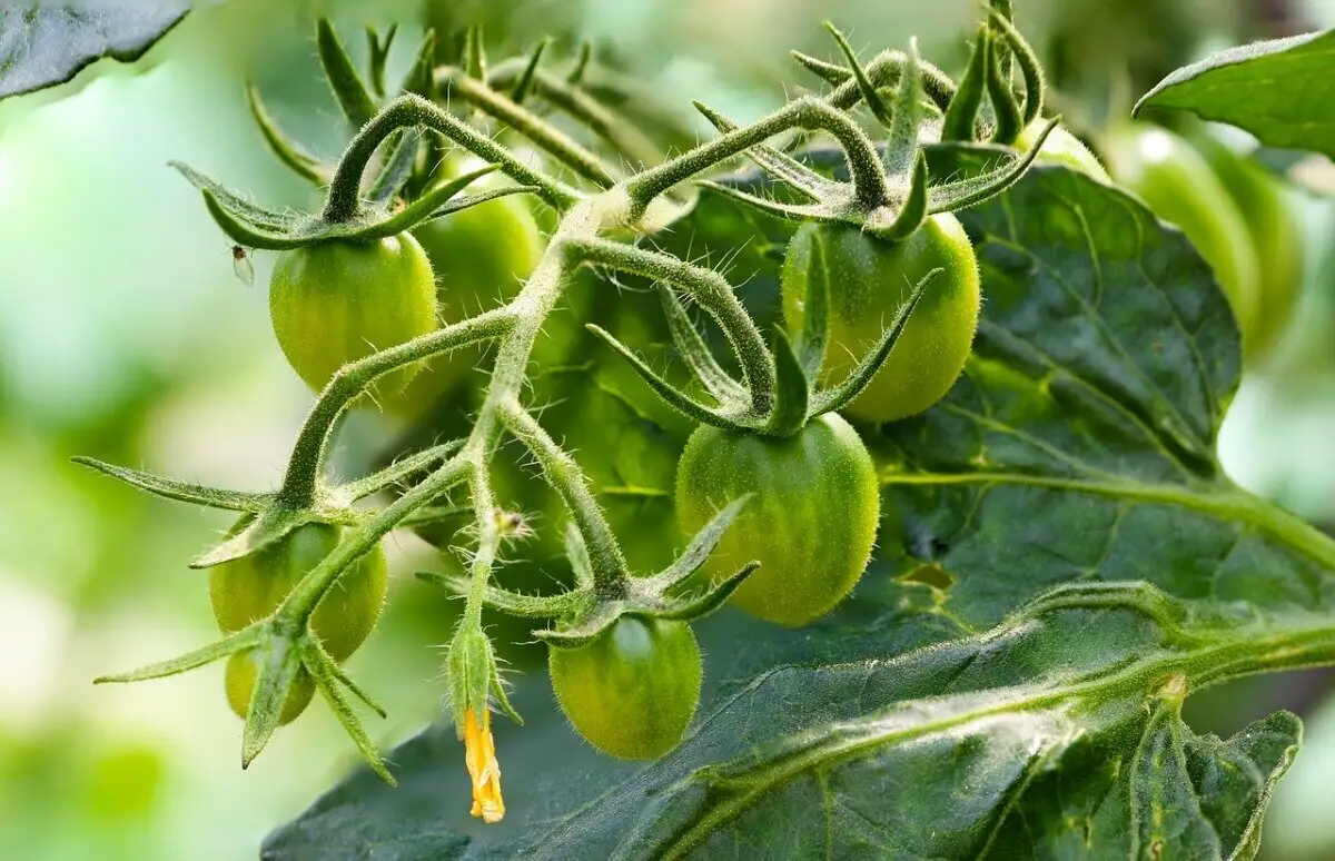 Ako účinne pomôcť opeľovaniu a vädnutiu paradajok: úroda paradajok sa strojnásobí